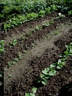 009 (480x640).jpg (383.5 KiB) Osservato 1103 volte 009 (480x640).jpg