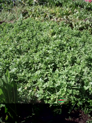 010 (480x640).jpg (368.96 KiB) Osservato 1103 volte 010 (480x640).jpg