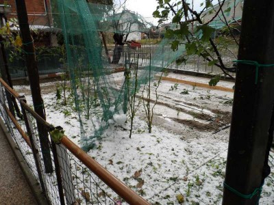 ORTO- - Grandinata del 5-9-15.jpg (142.74 KiB) Osservato 995 volte ORTO- - Grandinata del 5-9-15.jpg