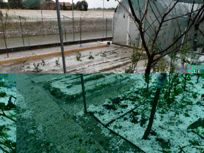 ORTO - Grandinata del 5-9-15.jpg (150.18 KiB) Osservato 995 volte ORTO - Grandinata del 5-9-15.jpg