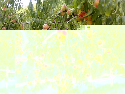 09092015pesche2.jpg (291.14 KiB) Osservato 806 volte 09092015pesche2.jpg
