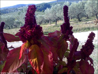 06092015coda-volpe.jpg (255.64 KiB) Osservato 804 volte 06092015coda-volpe.jpg