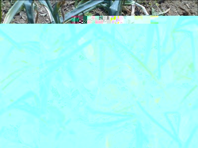 rossa-tropea-2015.jpg (321.04 KiB) Osservato 779 volte rossa-tropea-2015.jpg