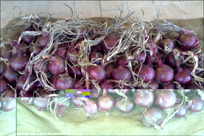 06092015cipolla-rossa.jpg (257.03 KiB) Osservato 779 volte 06092015cipolla-rossa.jpg