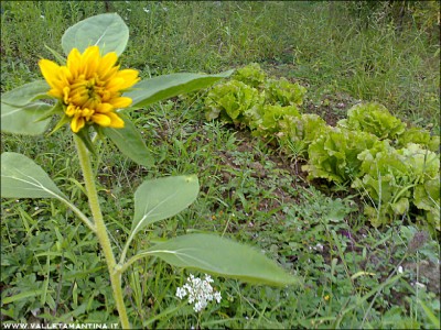 14092015girasole.jpg (337.85 KiB) Osservato 756 volte 14092015girasole.jpg