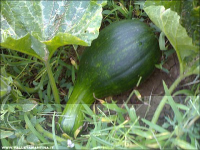 14092015zucca.jpg (242.41 KiB) Osservato 756 volte 14092015zucca.jpg