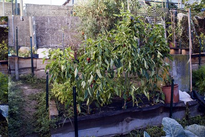 DSC04590.jpg (236.95 KiB) Osservato 762 volte DSC04590.jpg