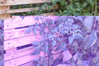 DSC04595.jpg (178.4 KiB) Osservato 762 volte DSC04595.jpg