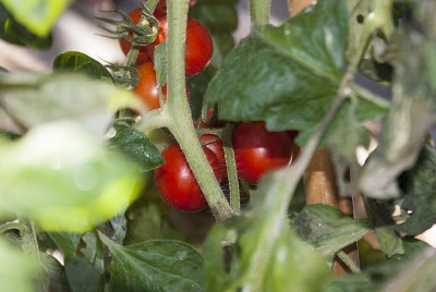 DSC04596.jpg (102.33 KiB) Osservato 762 volte DSC04596.jpg