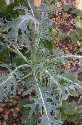 266.jpg (237.86 KiB) Osservato 1056 volte 266.jpg