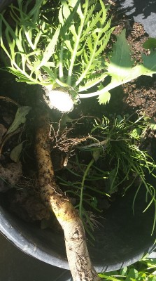 281.jpg (205.52 KiB) Osservato 903 volte 281.jpg