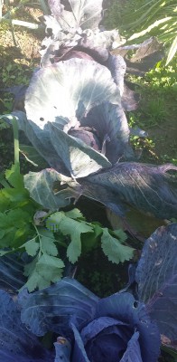 273.jpg (170.78 KiB) Osservato 903 volte 273.jpg