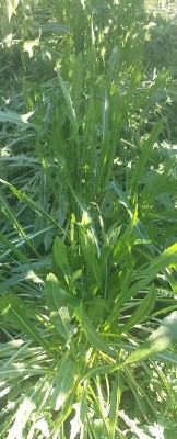 274.jpg (172.15 KiB) Osservato 903 volte 274.jpg