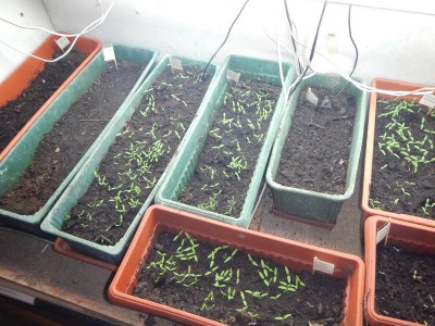 DSCN5501.JPG (137.73 KiB) Osservato 1478 volte DSCN5501.JPG