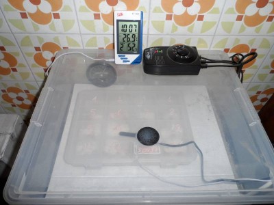 Semi nel Germbox.jpg (111.46 KiB) Osservato 1839 volte Semi nel Germbox.jpg
