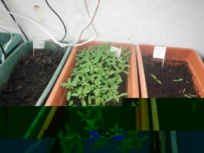 DSCN5578.JPG (111.51 KiB) Osservato 887 volte DSCN5578.JPG