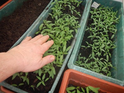 DSCN5581.JPG (131.75 KiB) Osservato 887 volte DSCN5581.JPG