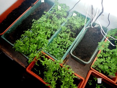 DSCN5646-001.JPG (145.93 KiB) Osservato 807 volte DSCN5646-001.JPG