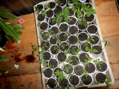 DSCN5649.JPG (152.79 KiB) Osservato 807 volte DSCN5649.JPG