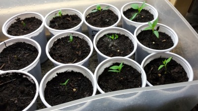 Piantine di peperoncino a 23 giorni dalla semina / 20160131_203349.jpg 20160131_203349.jpg