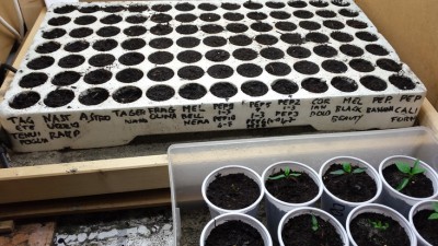 nuove semine ... di tutto di più! / 20160131_203342.jpg 20160131_203342.jpg