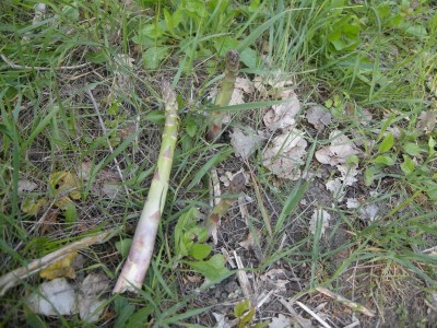 DSCN7967.JPG (177.78 KiB) Osservato 753 volte DSCN7967.JPG