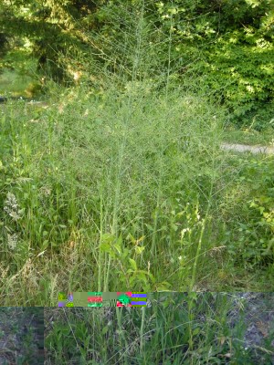 DSCN8995.JPG (190.67 KiB) Osservato 753 volte DSCN8995.JPG