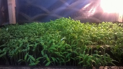 IMG-20160212-WA0002 (1).jpg (161.17 KiB) Osservato 691 volte IMG-20160212-WA0002 (1).jpg