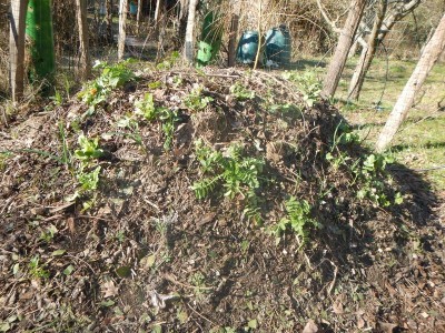 7DSCN5481.JPG (238.36 KiB) Osservato 2381 volte 7DSCN5481.JPG