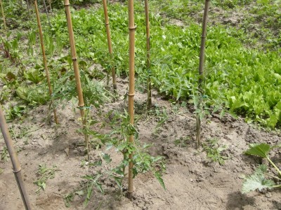 1pali.JPG (194.64 KiB) Osservato 702 volte 1pali.JPG