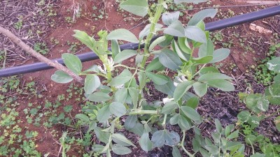 Fava / 20160220_072720.jpg 20160220_072720.jpg