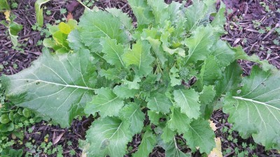 Cima di rapa / 20160220_072512.jpg 20160220_072512.jpg