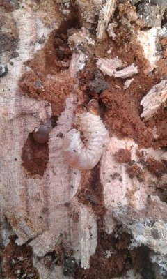 1017653_1126064850778218_6956585472354098429_n.jpg (45.67 KiB) Osservato 1448 volte 1017653_1126064850778218_6956585472354098429_n.jpg