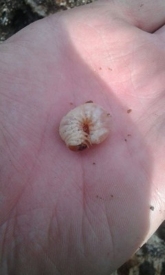 12742062_1126064880778215_6715241771108514115_n.jpg (66.88 KiB) Osservato 1448 volte 12742062_1126064880778215_6715241771108514115_n.jpg