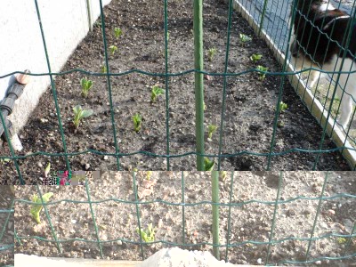 Fava.jpg (166.16 KiB) Osservato 835 volte Fava.jpg