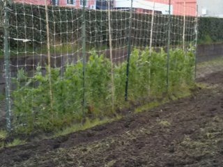 PISELLI SEMINATI A NOVEMBRE / CAM01956 (FILEminimizer).jpg CAM01956 (FILEminimizer).jpg