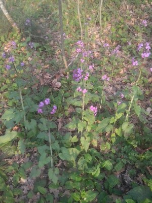 IMG_20160327_183727.jpg (259.66 KiB) Osservato 969 volte IMG_20160327_183727.jpg