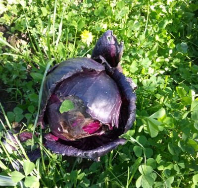 17.jpg (279.88 KiB) Osservato 3520 volte 17.jpg