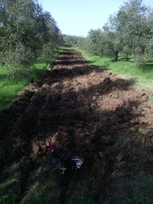 Dopo, con le Ancona accorse alla ricerca di insetti / 12670702_10208962131601141_2071116216798345599_n.jpg 12670702_10208962131601141_2071116216798345599_n.jpg