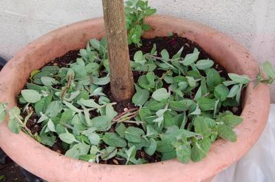 34.JPG (185.71 KiB) Osservato 992 volte 34.JPG