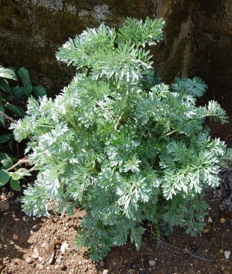 35.JPG (188.06 KiB) Osservato 992 volte 35.JPG