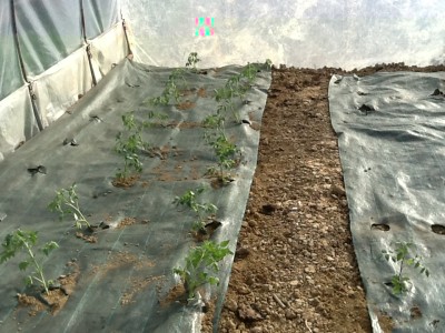 image.jpeg (336.96 KiB) Osservato 863 volte image.jpeg