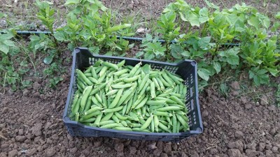 943743_223637354675269_6032445420370356502_n.jpg (137.07 KiB) Osservato 674 volte 943743_223637354675269_6032445420370356502_n.jpg