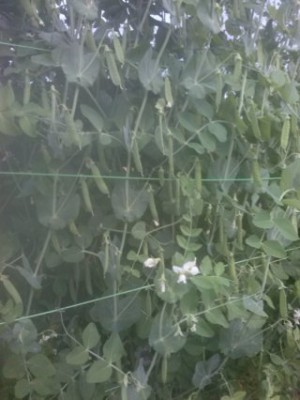 questi sono piselli e pienissimo / CAM01996 (FILEminimizer).jpg CAM01996 (FILEminimizer).jpg