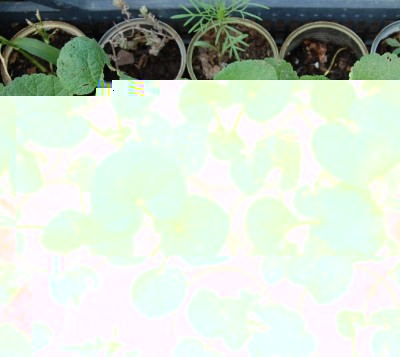 63.JPG (174.28 KiB) Osservato 825 volte 63.JPG