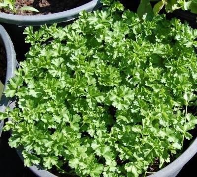 64.JPG (198.08 KiB) Osservato 825 volte 64.JPG