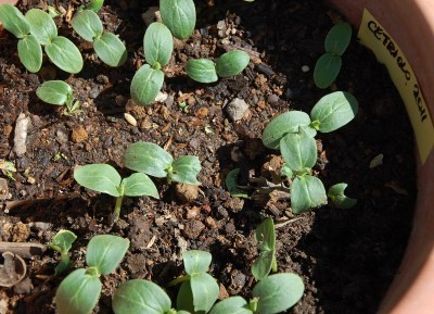 65.JPG (195.25 KiB) Osservato 825 volte 65.JPG