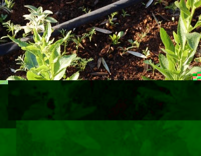 66.JPG (214.55 KiB) Osservato 825 volte 66.JPG