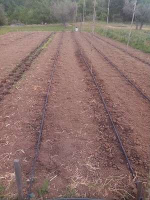 a sinistra ho seminato fagiolini nani, al centro fagioli corallo rampicanti e a destra borlotti rampicanti / IMG_20160424_120236.jpg IMG_20160424_120236.jpg