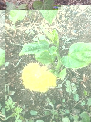 IMG_20160424_121629.jpg (244.4 KiB) Osservato 679 volte IMG_20160424_121629.jpg